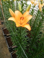 [5089 Honesty No01.JPG]